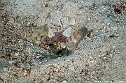 Amblyeleotris sp gobie des sables-Maldives Fesdhoo wreck-26m-20240423-da-DSC_6247_tn